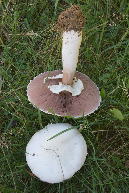 Agaricus crocodilinus